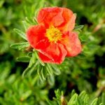Potentilla fruticosa Plant – Red Ace