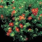 Potentilla fruticosa Plant – Marian Red Robin