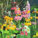 Primula Seeds – Candelabra Hybrids Mix