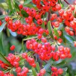 Pyracantha coccinea Plant – Red Star