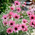 Rhodanthemum Plant – Pretty in Pink