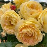 Rose Plant – Belle de Jour