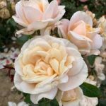 Rose Plant – Champagne Moment