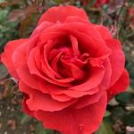 Rose Plant – Fragrant Cloud