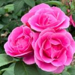 Rose Plant – Lucky
