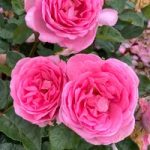 Rose Plant – Mum in a Million
