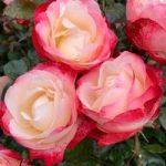 Rose Plant – Nostalgie