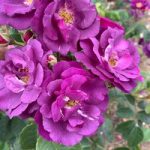 Rose Plant – Rhapsody in Blue