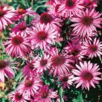 Rudbeckia Seeds – Purpurea, Brilliant Star