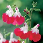 Salvia Plant – x Jamensis Hot Lips