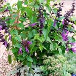 Salvia Plant – Amistad