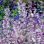 Salvia sclarea Seeds – Euphoria