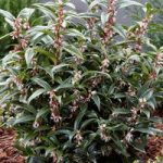 Sarcocca Plant – Winter Gem