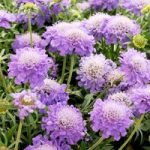 Scabious Blue Note