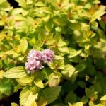 Spiraea japonica ‘Sundrop’® FIRST EDITIONS®