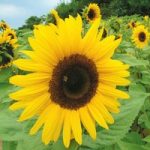 Sunflower Seeds – Giant Yellow