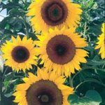 Sunflower Seeds – F1 Full Sun