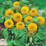 Sunflower Seeds – Teddy Bear