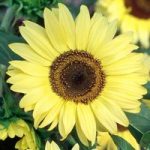 Sunflower Seeds – Moonshine