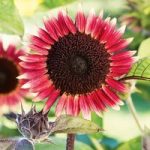 Sunflower Seeds – Ms Mars