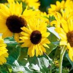 Sunflower Seeds – F1 Suntastic Yellow