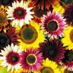 Sunflower Seeds – Cut Flower Mix