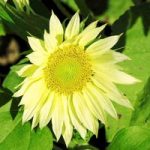 Sunflower Seeds – Jade Green