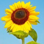 Sunflower Seeds – Titan