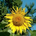 Sunflower Seeds – Pike’s Peak
