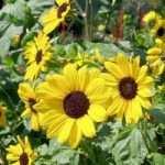 Sunflower (Organic) Seeds – Small Yellow Flower