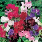 Sweet Pea Seeds – Spencer Special Mix