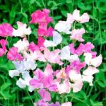 Sweet Pea Seeds – Amethyst & Orchids