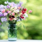 Sweet Pea Seeds – Sublime Scent Mix