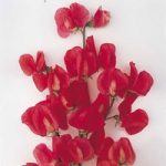 Sweet Pea Seeds – Exhibitors Collection
