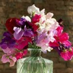 Sweet Pea Seeds – Supersonic