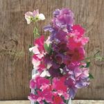 Sweet Pea Seeds – Melody Mix