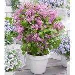 Syringa meyeri Plant – Flowerfesta® Pink