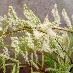 Tamarix Plant – Hulsdonk White