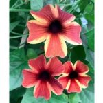 Thunbergia Plants – Sunny Susy Amber Stripe