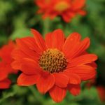 Tithonia Seeds – Red Torch