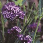 Verbena bonariensis Seeds – Purple Elegance