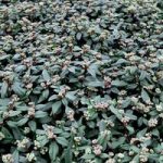 Viburnum globosum Plant – ‘Jermyns Globe’