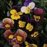 Viola Seeds – Fancy Shades Mix