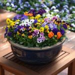 Viola Plants – Autumn Select Mix