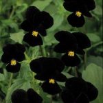Viola Seeds – Midnight Runner