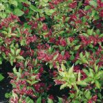 Weigela Plant – Red Prince