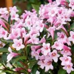 Weigela florida Plant – Pink Poppet