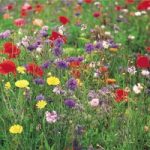 Wildflower Seeds – Collection