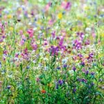 Wild Flower Perennial & Biennial Mixed