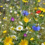 Wildflower Mix Seeds – Patio Pots